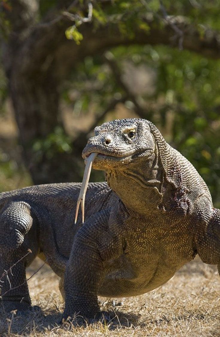 Komodo dragon in its natural habitat at Komodo National Park